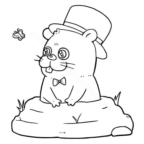 Groundhog staring at a butterfly Groundhog staring at a butterfly