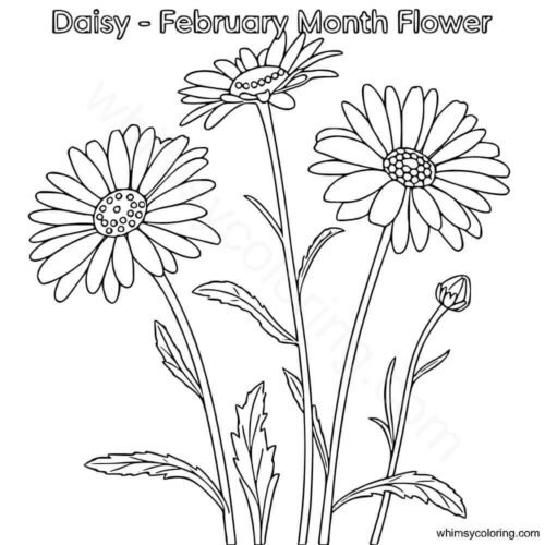 April month flower Daisy coloring page April month flower Daisy coloring page